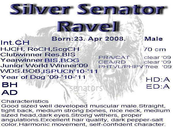 Schnauzer - Archívum IntCH.WCh. Silver Senator Ravel 0
